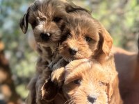 Maltipoo yavrularımız yeni yuvasını arıyor