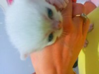 Beş kuşak secereli british shorthair bebekleri
