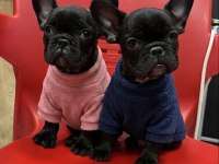 ÜST KALİTE SİYAH İNCİ FRENCH BULLDOG YAVRULAR
