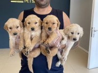 ORJİNAL BABY FACE GOLDEN RETRİEVER YAVRULAR ANKARA