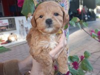 A KALİTE MALTİPOO DİŞİ ERKEK MEVCUT