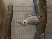 Wf Cinnemon Pearl Dişi Sultan Papağanı