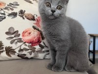 Scottish Fold ve british Shorthair yavrular
