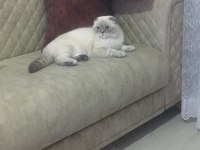 3 yaşında scottish fold 3 gün önce çiftleştirdim