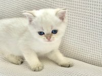 Beyaz prens mavi boncuk gözlü safkan british shorthair