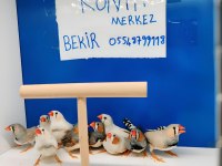 Hint bülbülü Konya