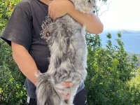 8 aylık dişi maine coon yavru