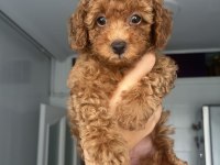 Ailemizde Büyüyen Toy Poodle Yavrularım