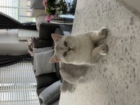 Asil British Shorthair