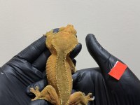 CRESTED GECKOLAR