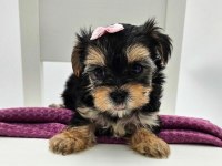 Aile ortamında bakılan yavru köpekler