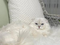 Özel Scottish Fold Longhair Erkek
