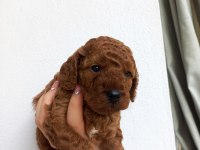 KORE KAN POODLE SAHİPLENDİRME