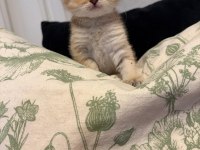 Yavru british shorthair ve scottish shorthair kedilerimiz