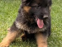 Saf Kan Alman Çoban Köpeği Yavruları