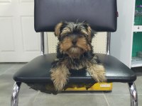 3.5 aylık dişi yorkshire terrier