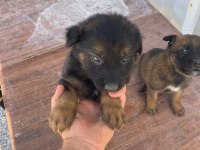 Yavru rottweiler ve yavru kurt 3 aylıklar