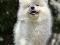 Pamuk Gibi Samoyed Yavrular