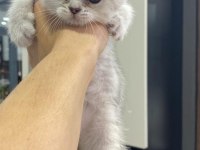 British shorthair kızımız sahiplendirilecektir