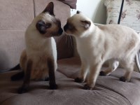 Scottish Fold baba siyam anne ve yavruları