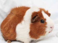 hamster gonzalez gunıea pıg