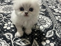 1.5 aylık scottish longhair safkan yavrular