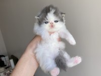 Safkan dünya güzeli exotic shorthair bebek