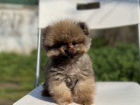 MİKRO TEA CUP MÜKEMMEL YAPIDA POMERANİAN BOO