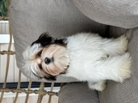 Yurtdışından SCR’li anne babadan Morkie Yavrumuz