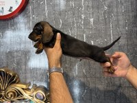 Dachshund erkek yavrular (sosis)