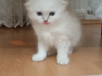 Mavi gözlü erkek scottish fold