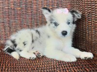 A kalite border collie yavrular