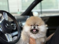Pomeranian boo köpekler
