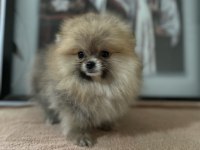 Sağlık ve ırk garantili pomeranian yavrularımız 