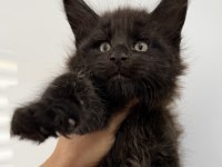 Xxxl Siyah Erkek Maine Coon
