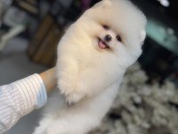 Excatly Teddy Bear-Ayı Suratlı Şecereli Pomeranian Bebekler