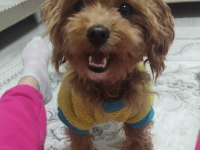 1 Yaşında Dişi Poodle Kızımızı Sahiplendiriyoruz