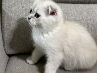 Scottish fold yavrular