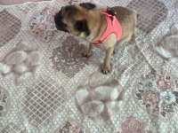 Pug kızıma ömürlük yuva