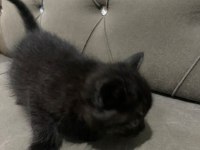 2 Aylık British Longhair ve Siyam Yavrular Yuva Arıyor