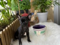 3 aylık erkek yavru chihuahua
