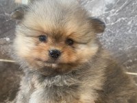 Orjinal ayı suratlı Pomeryan bo yavrular