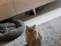 BAKMADAN GEÇMEYİN BRİTİSH LONGHAİR