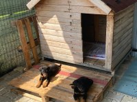 Irk garantili iri boy doberman yavrularımız