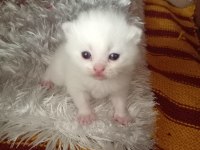 YENİ YAVRU İRAN KEDİSİ BEBEKLER