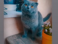 Kedimi sahiplendirmek istiyorum