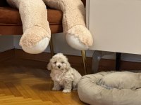2 aylık Orjinal Maltipoo 0 Numara