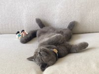 British shorthair erkek 8 aylıktır