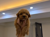KOYU RENK KORE TEACUP MALTİPOO YAVRUMUZ YENİ YUVASINA HAZIR