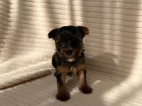 Ev doğumlu Teacup Yorkshire Terrier